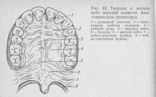 Слизистая оболочка полости рта: строение и функции