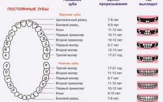 Когда и как у детей меняются молочные зубы на коренные