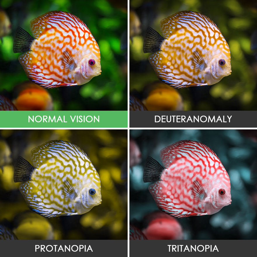 Какие цвета путают дальтоники - мир их глазами