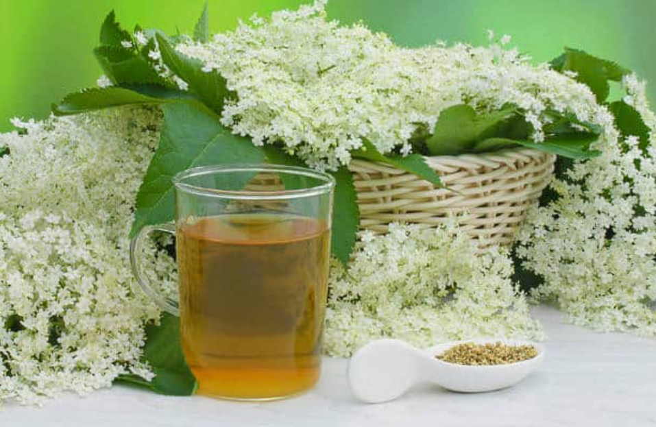 Травы для лечения глаз и восстановления зрения