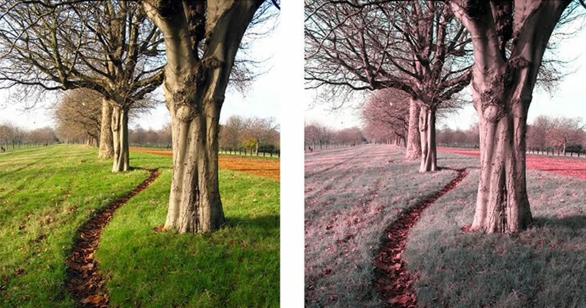 Какие цвета путают дальтоники - мир их глазами