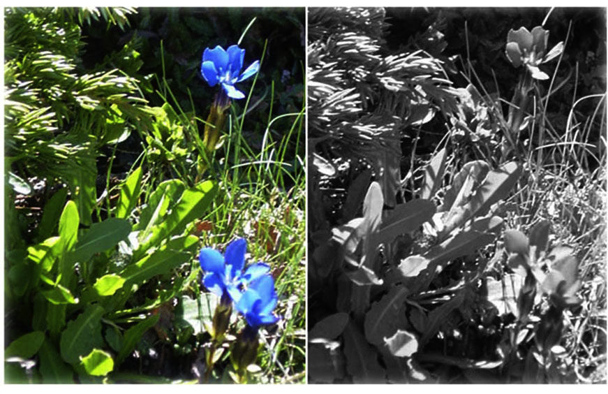 Какие цвета путают дальтоники - мир их глазами