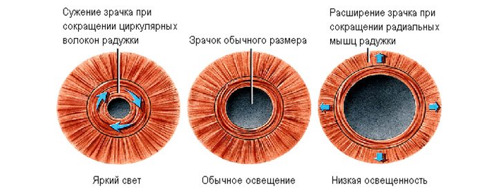Строение глаза человека