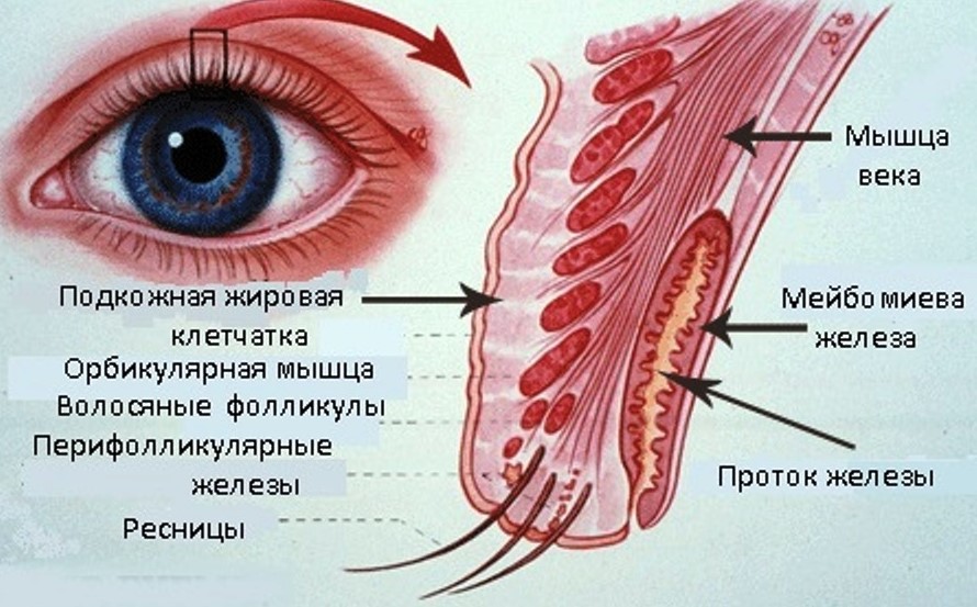 Строение глаза человека