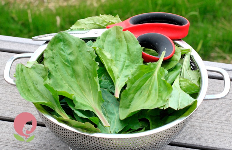 Примочки подорожником