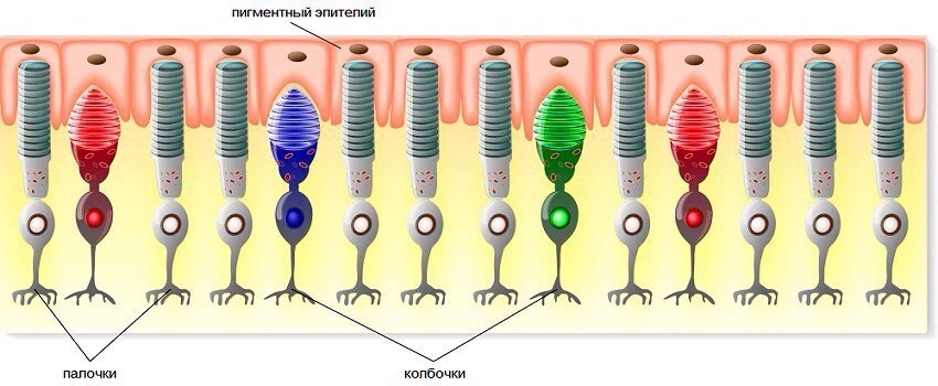 Палочки и колбочки сетчатки глаза