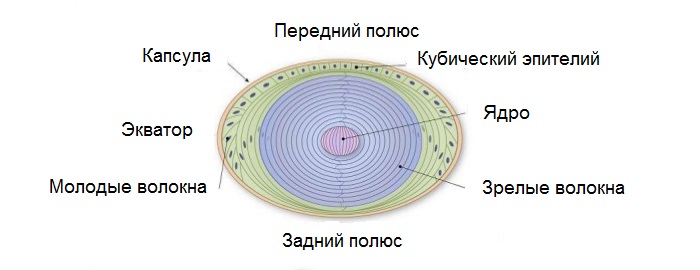 Строение глаза человека