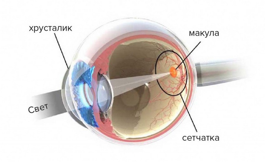 Макула глаза