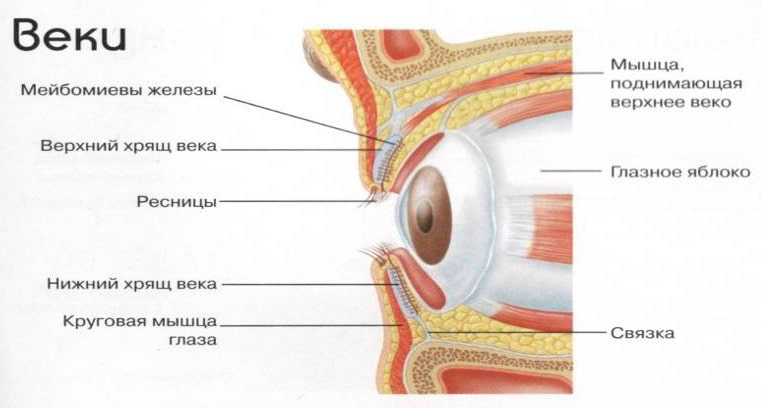 Строение век