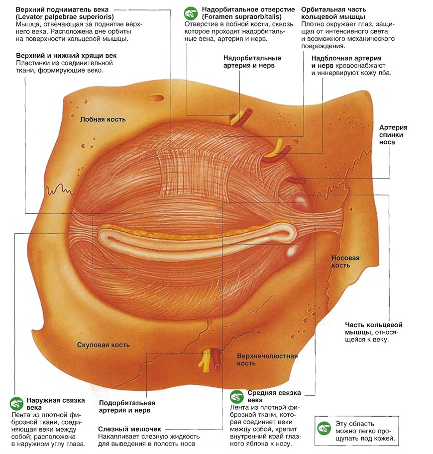 Мышца, поднимающая верхнее веко - название, строение