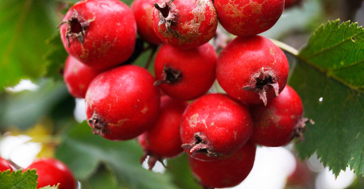 боярышник