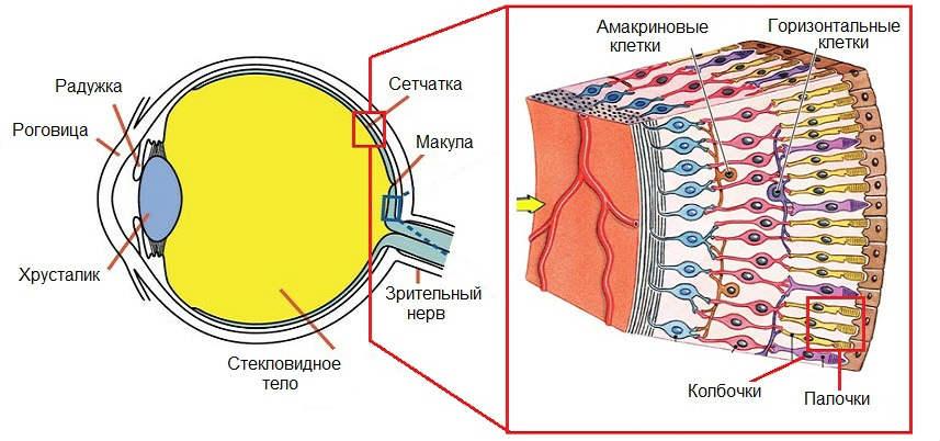 Строение и функции сетчатки глаза