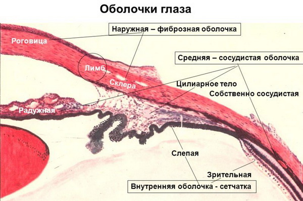 Строение глаза человека