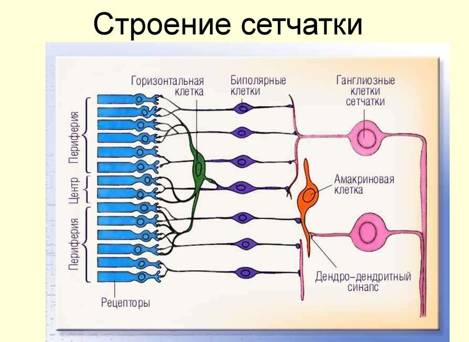 Строение глаза человека