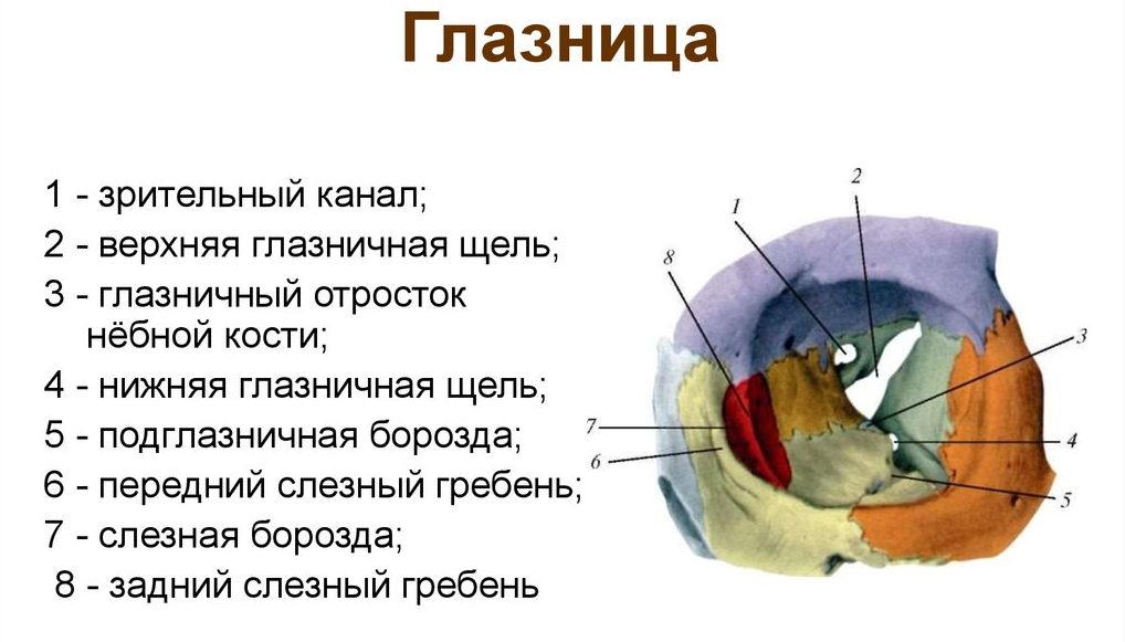 Строение глаза человека