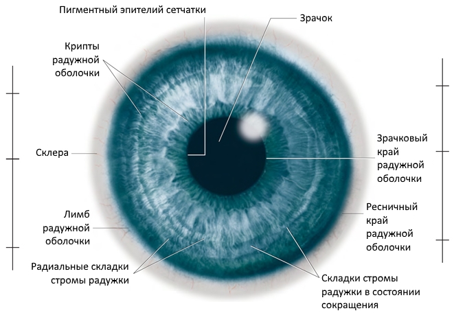 Радужная оболочка глаза