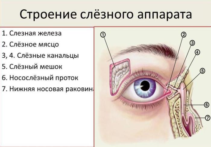Строение глаза человека